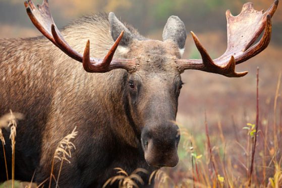 Moose Moose