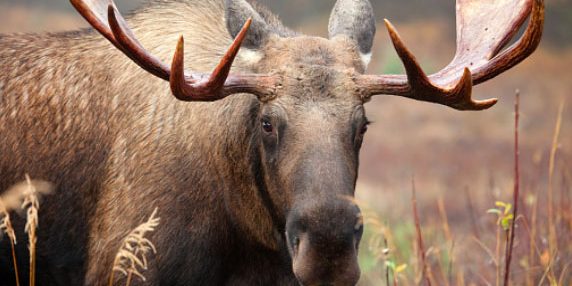 Moose Moose