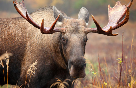 Moose Moose