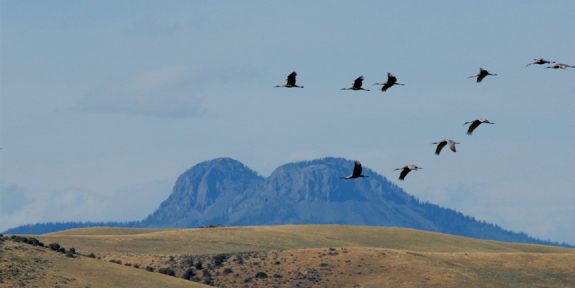 Cranes flying past Bears Ears 1 Cranes flying past Bears Ears 1