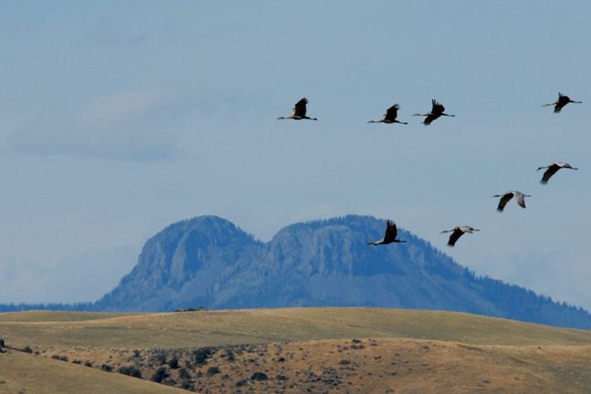 Cranes flying past Bears Ears 1 Cranes flying past Bears Ears 1